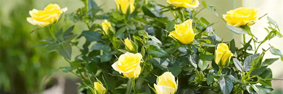 ROSA HYBRIDE