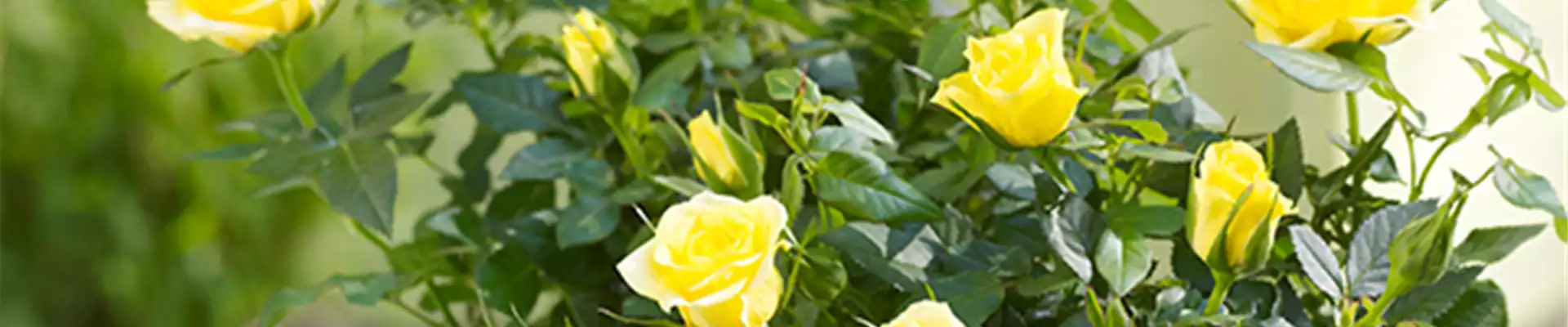 ROSA HYBRIDE