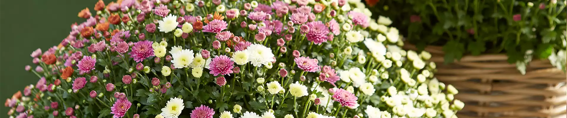 GARTENCHRYSANTHEME