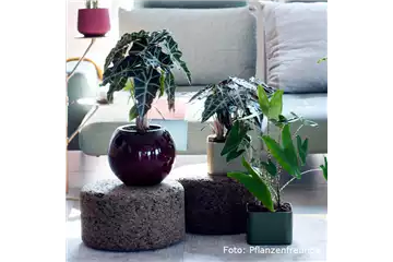 IN DIE TöPFE, FERTIG, LOS!