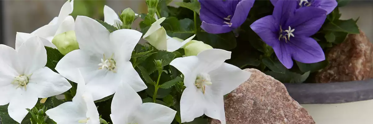 BLAUE BRISE IM GARTEN!