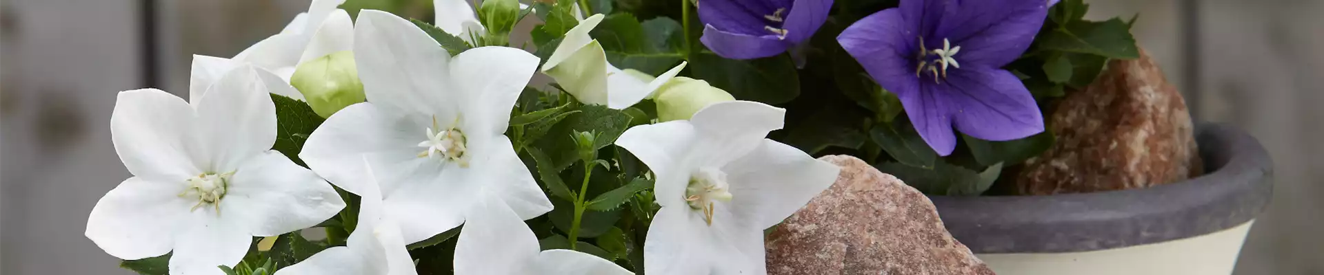 BLAUE BRISE IM GARTEN!