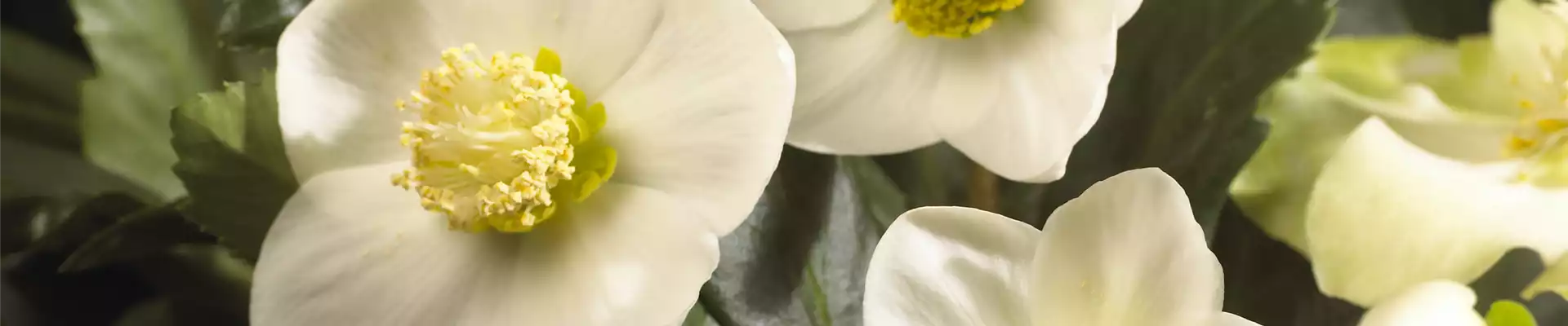 SCHöNE CHRISTROSEN!