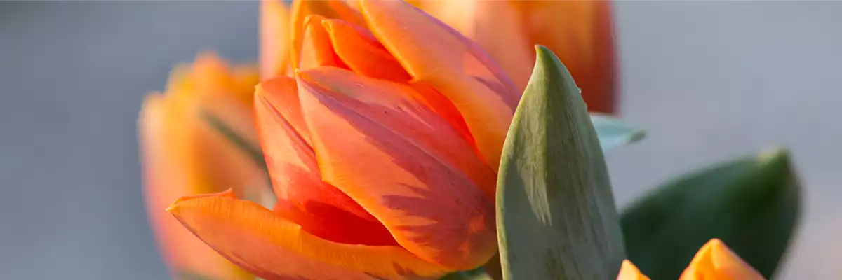 TULPE