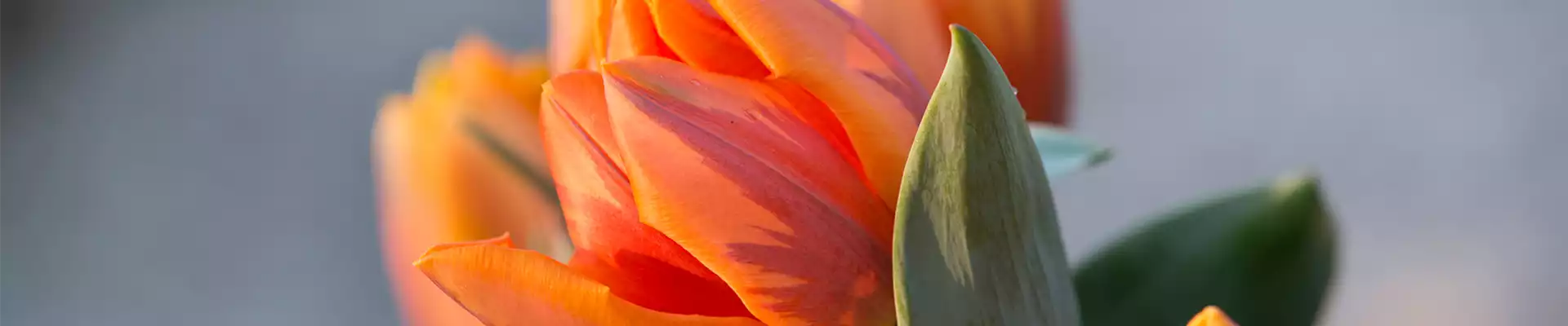TULPE