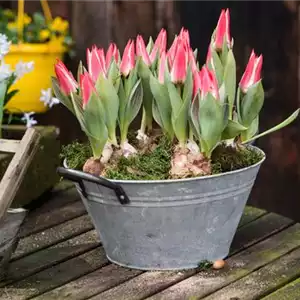 TULPE