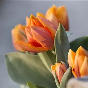 TULPE