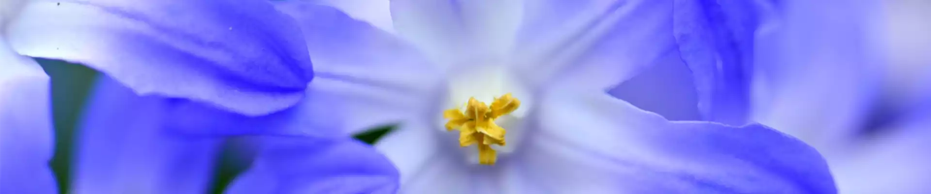 Hyazinthe