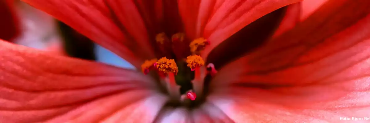 Pflanze des Monats Juli: Hortensie