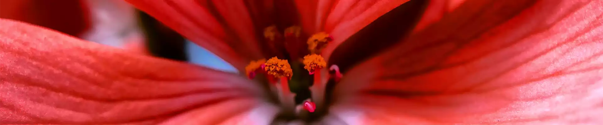 Pflanze des Monats Juli: Hortensie