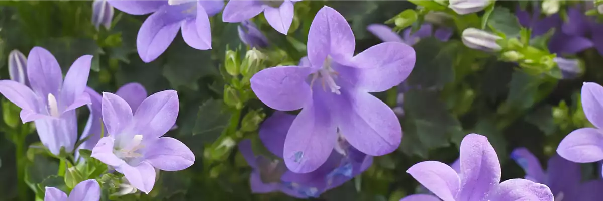 GLOCKENBLUME