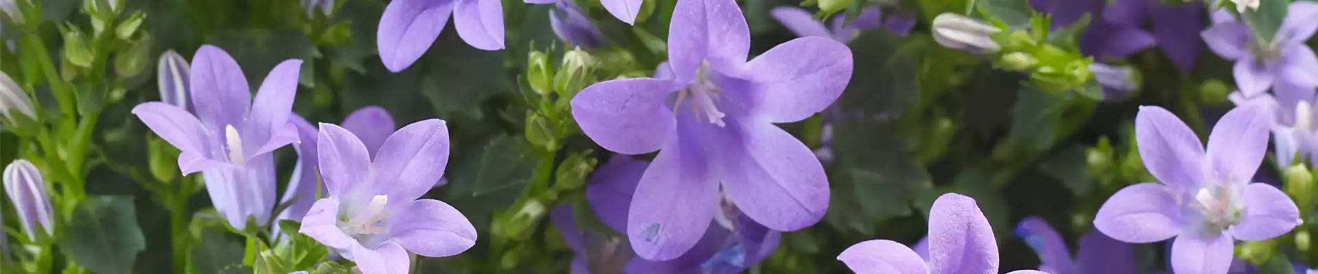 GLOCKENBLUME