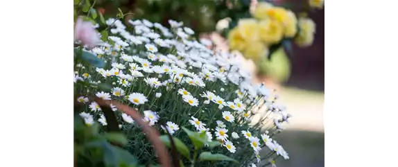 SOMMERMARGERITE