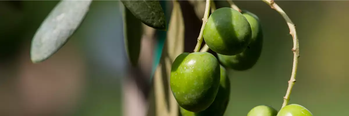OLIVE