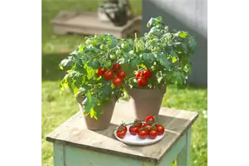 WIE GEHT... TOMATEN PFLEGEN?