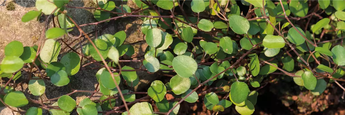 MüHLENBECKIA