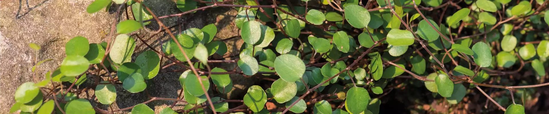 MüHLENBECKIA