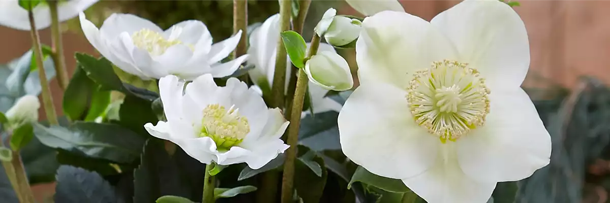 CHRISTROSE