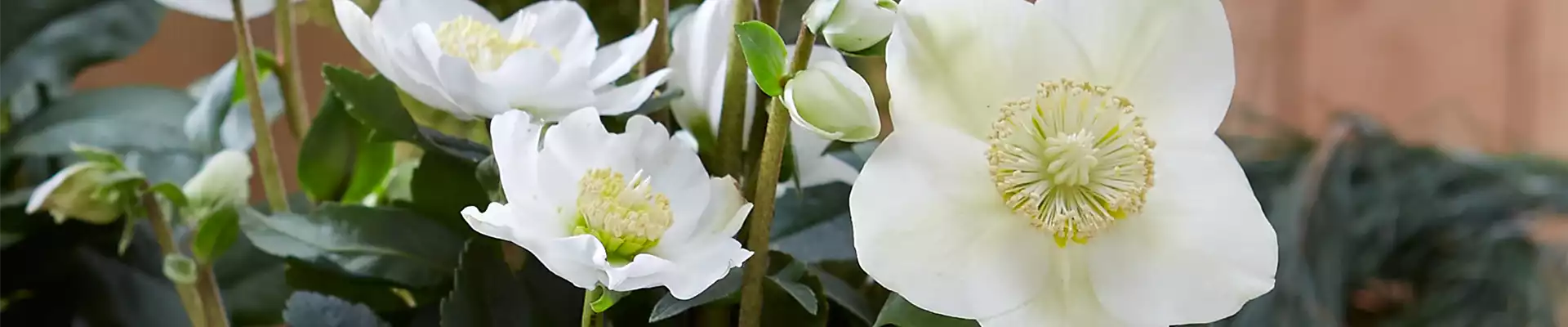 CHRISTROSE