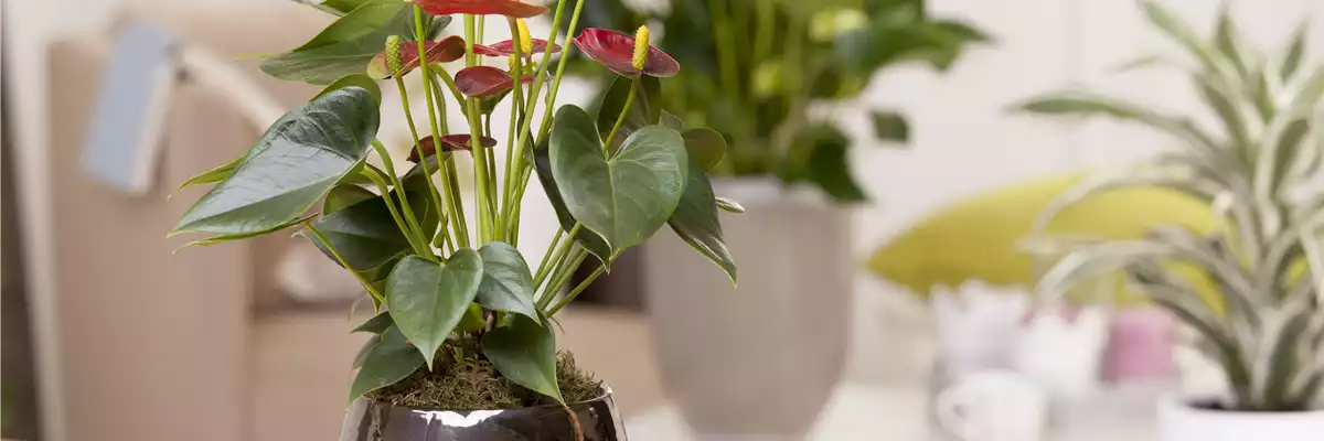 Anthurium andreanum