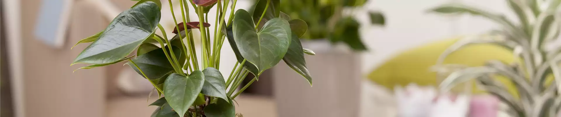 Anthurium andreanum