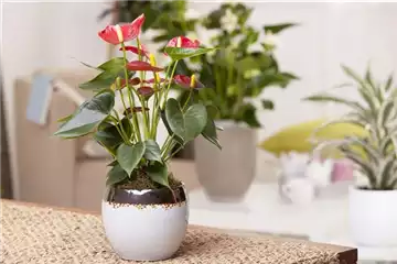 ZIMMERPFLANZENPFLEGE IM URLAUB?