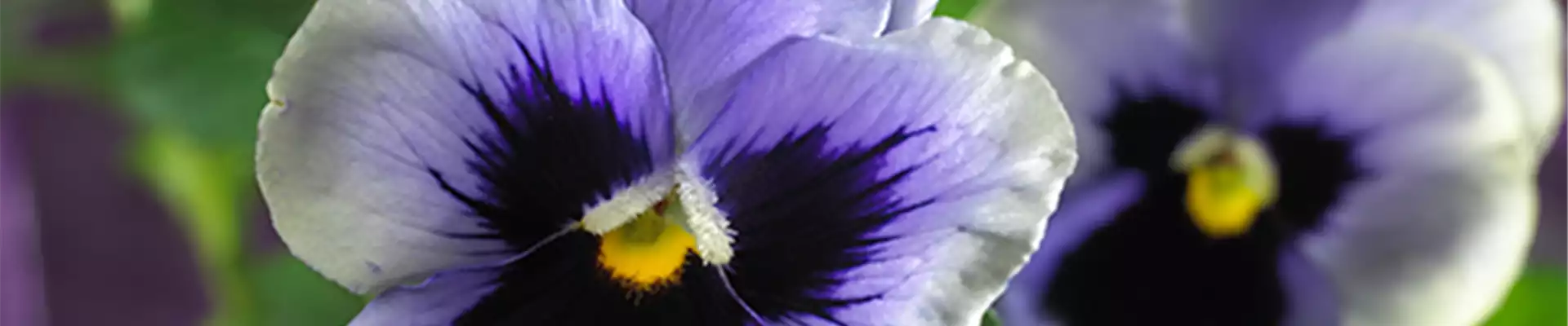 STIEFMÜTTERCHEN SIND WINTERRESISTENT