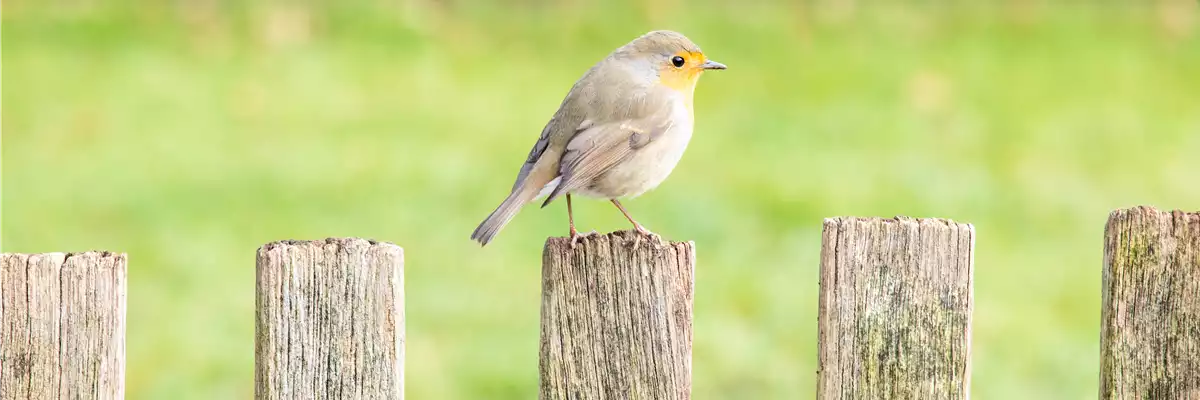 Ganzjahresfütterung von Wildvögeln