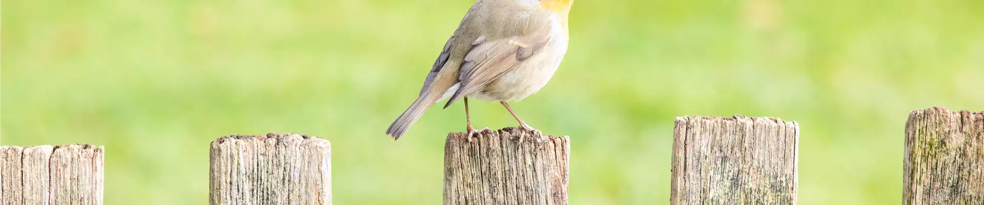 Ganzjahresfütterung von Wildvögeln