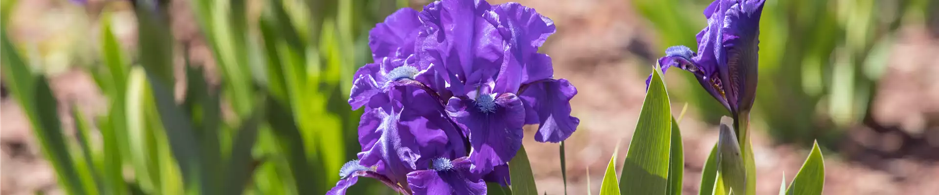 Iris barbata-nana