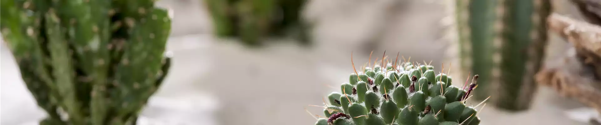 Cactus