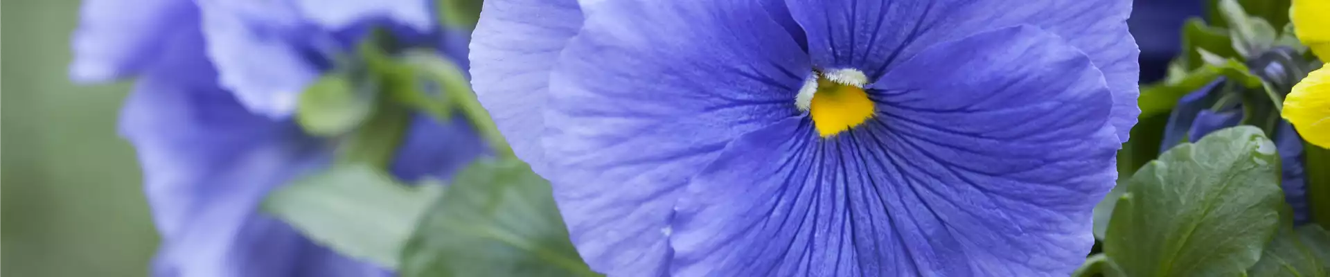 Viola x wittrockiana