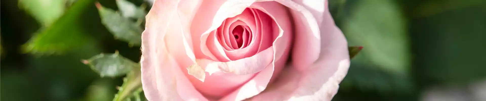 Rosa 'Infinity Rose'