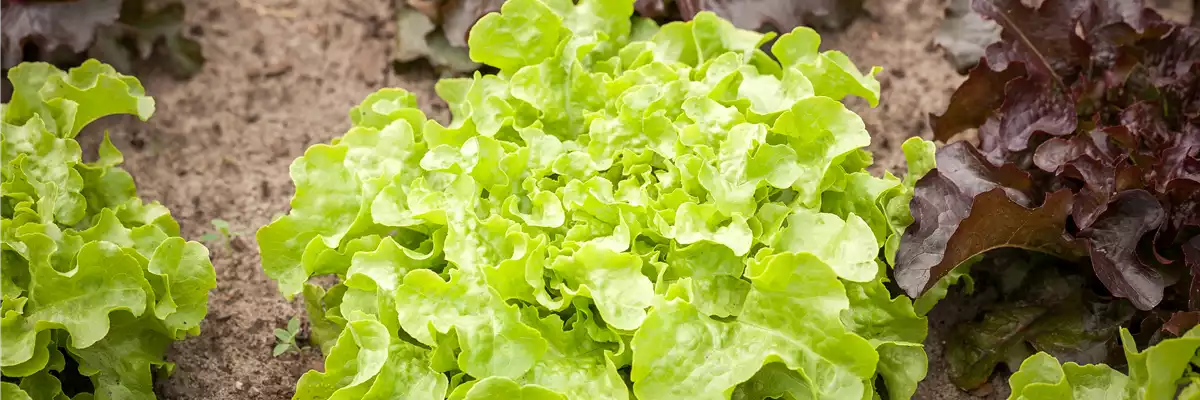 DA HABEN WIR DEN SALAT