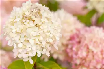 BLüHENDE HORTENSIEN!