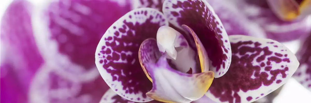 Phalaenopsis 