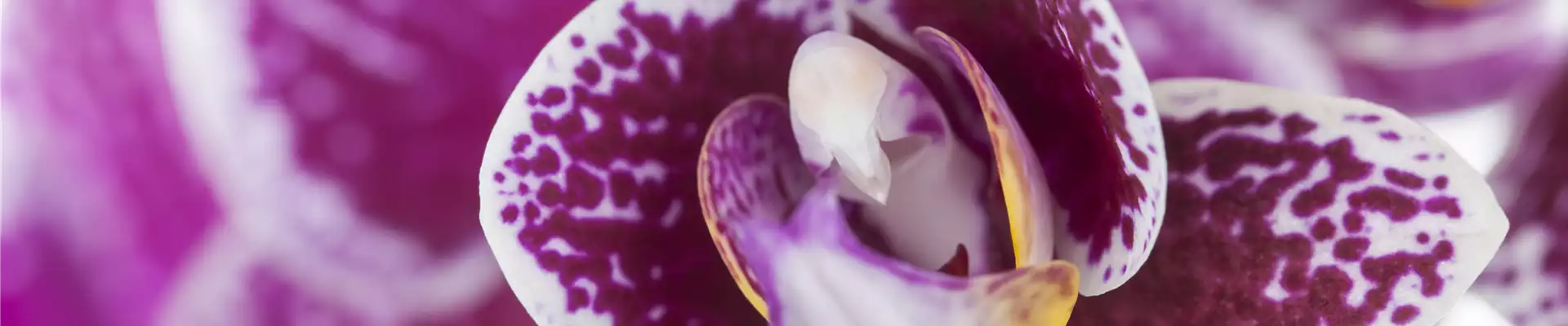 Phalaenopsis 