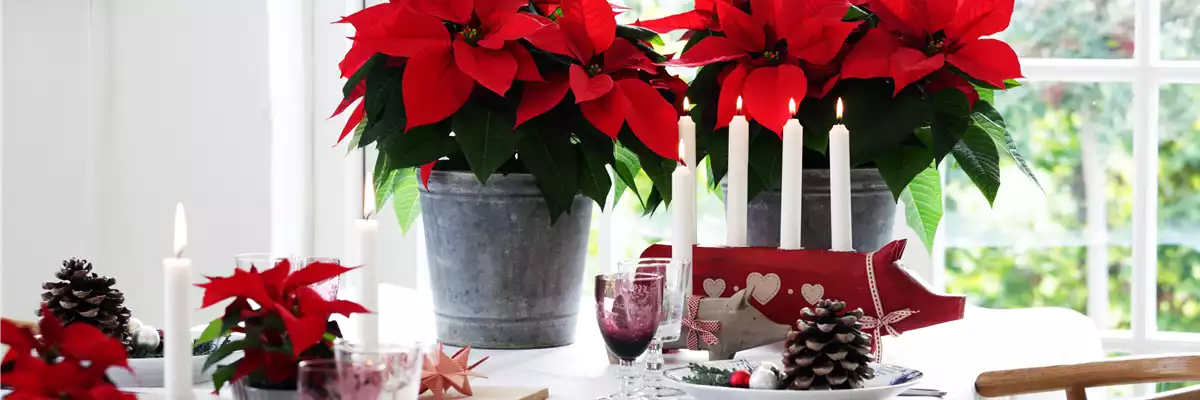 BLüHENDE GESCHENKIDEEN!