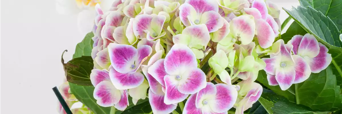 ZIMMER-HORTENSIE