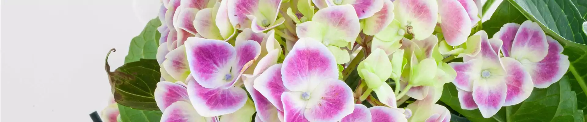 ZIMMER-HORTENSIE
