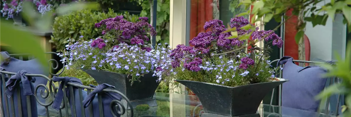 Vanilleblume