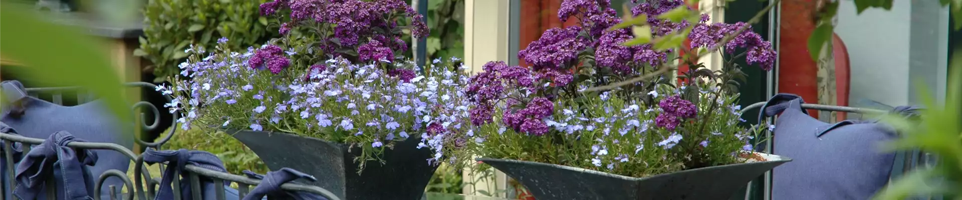 Vanilleblume