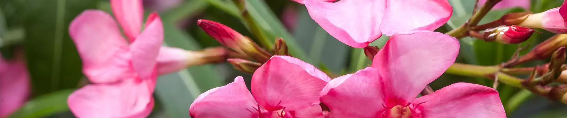Oleander