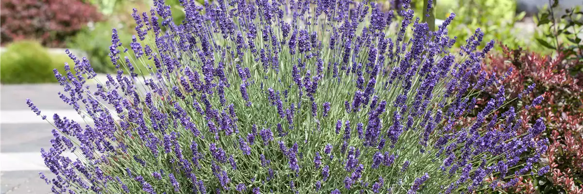 LAVENDEL