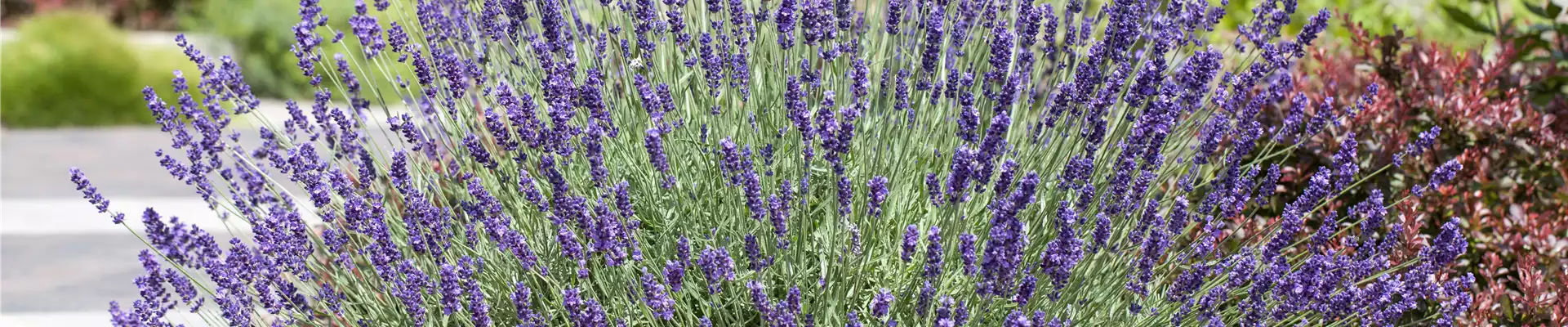 LAVENDEL