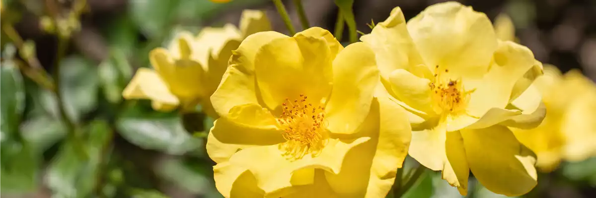 BODENDECKER-ROSE