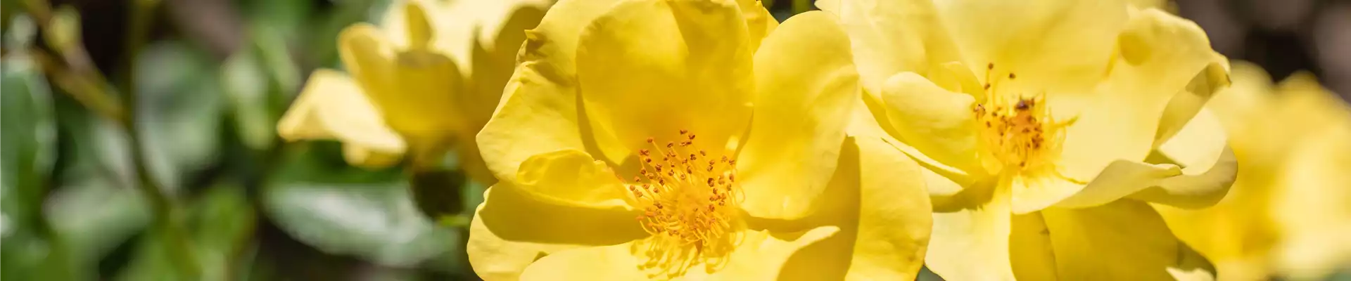BODENDECKER-ROSE