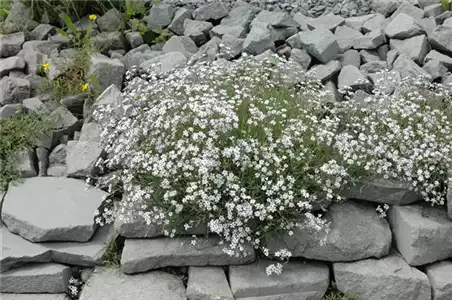 Schleierkraut