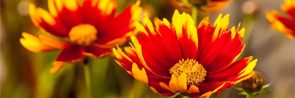 PFLANZE DES MONATS JULI: KOKARDENBLUME