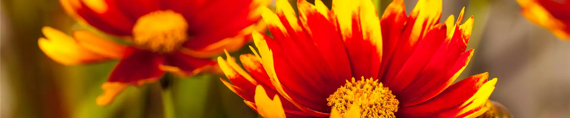 PFLANZE DES MONATS JULI: KOKARDENBLUME